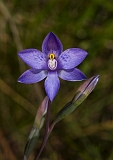 Thelymitra arenaria Forest Sun-orchid